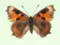 Aglais urticae female (aberrant form cold shock) (Internet Image property of respective owner, non-commercial use only)